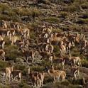 Guanacos en Payunia